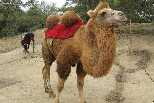 瘦死的骆驼爆料视频,揭秘娱乐圈惊人内幕  第1张